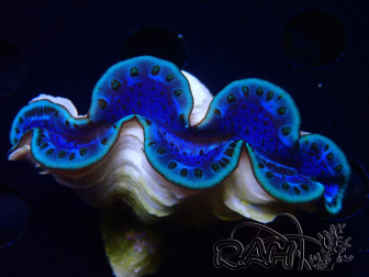 WYSIWYG Tridacna maxima Almejas (6 cm)