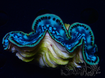 WYSIWYG Tridacna maxima Riesenmuscheln (5,5 cm)