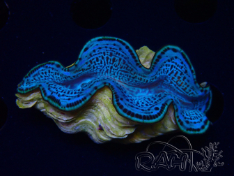 WYSIWYG Tridacna maxima Clams (6.5 cm)