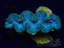 WYSIWYG Tridacna maxima Clams  (6 cm)