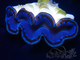 WYSIWYG Tridacna maxima Bénitiers E5 (6 cm)