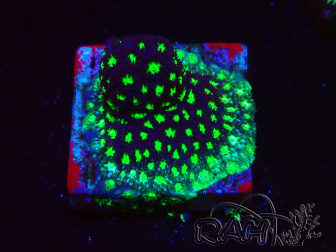 WYSIWYG - RAH Leptastrea Glowworm 3A1