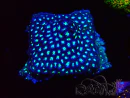 WYSIWYG - RAH Leptastrea Aurora Borealis