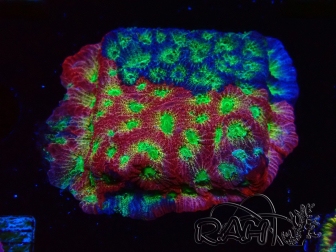 WYSIWYG - JF Favia Dayglo