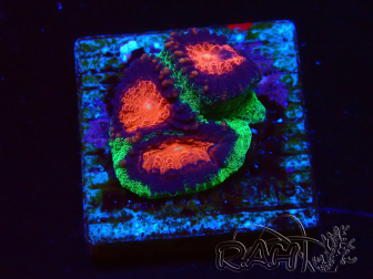 WYSIWYG - RAH Favites pineapple 3E10