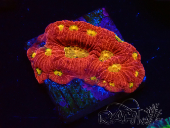 WYSIWYG - RAH Favites Rainbow Skittles 3G8