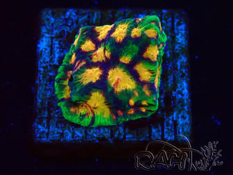 WYSIWYG - RAH Favites Raging Sun