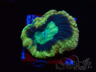 WYSIWYG - RAH Goniastrea Crown of Jewels 3H12