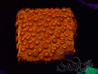 WYSIWYG - BigR Cyphastrea Sunkist