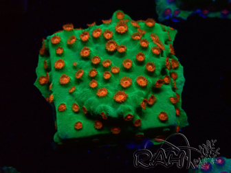 WYSIWYG - WWC Cyphastrea Jingle Bells 3M4