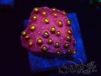 WYSIWYG - CB Cyphastrea Blingbling 3M7