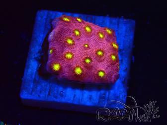 WYSIWYG - CB Cyphastrea Blingbling