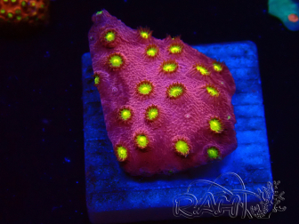 WYSIWYG - CB Cyphastrea Blingbling