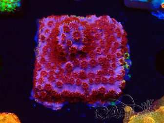WYSIWYG - BigR Cyphastrea Skittles Bomb