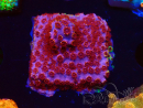 WYSIWYG - BigR Cyphastrea Skittles Bomb 3M12