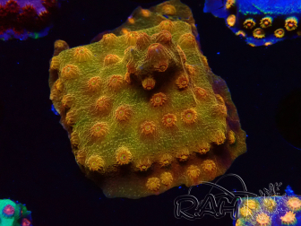WYSIWYG - Tyree Cyphastrea Red Brick