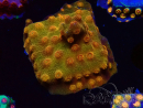 WYSIWYG - Tyree Cyphastrea Red Brick 3N10