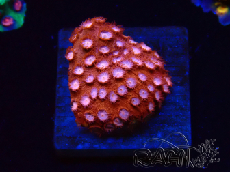 WYSIWYG - RAH Cyphastrea Moon Rocks