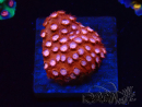 WYSIWYG - RAH Cyphastrea Moon Rocks 3O1