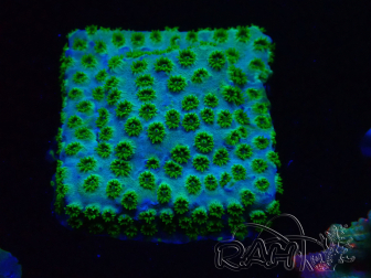 WYSIWYG - RAH Cyphastrea Minefiels