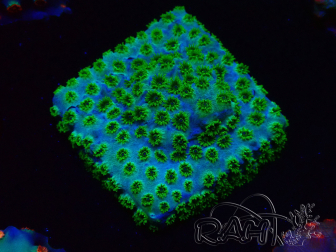 WYSIWYG - RAH Cyphastrea Minefiels