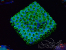 WYSIWYG - RAH Cyphastrea Minefiels 3O6