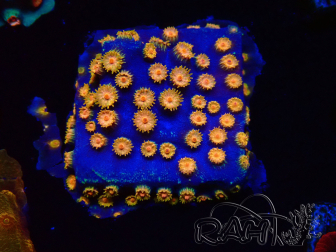 WYSIWYG - RAH Cyphastrea Spicy Pumpkin
