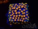 WYSIWYG - RAH Cyphastrea Spicy Pumpkin 3O9