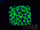 WYSIWYG - JF Cyphastrea PPE 3P1
