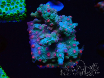 WYSIWYG - RAH Cyphastrea decadia Verde