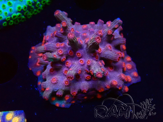 WYSIWYG - RAH Cyphastrea decadia Rot