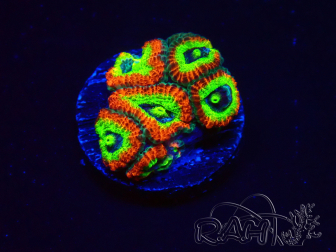WYSIWYG WWC Holy Grail Micromussa B1