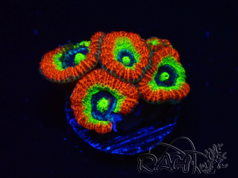 WYSIWYG WWC Holy Grail Micromussa C1