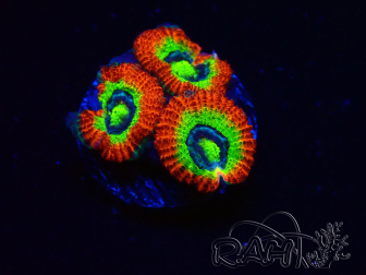 WYSIWYG WWC Holy Grail Micromussa D1