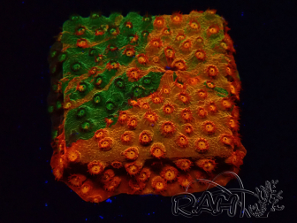 WYSIWYG - RAH Cyphastrea Sunkist Grafted