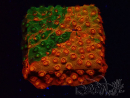 WYSIWYG - RAH Cyphastrea Sunkist Grafted
