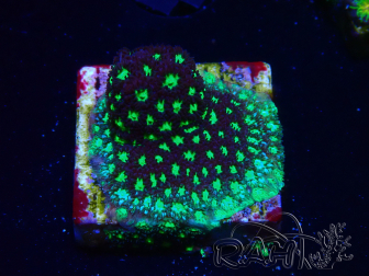 WYSIWYG - RAH Leptastrea Glowworm 3A1