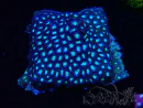 WYSIWYG - RAH Leptastrea Aurora Borealis