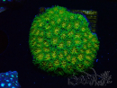 WYSIWYG - Leptastrea John Deere