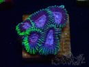 WYSIWYG - Favia Joker 3D2