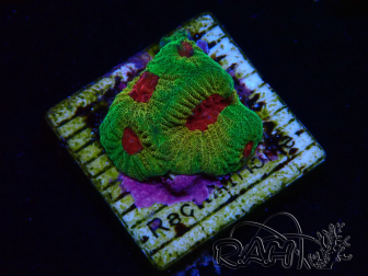 WYSIWYG - JF Favia Candy Corn 3D9