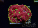 WYSIWYG - BigR Favia Inferno 3D11