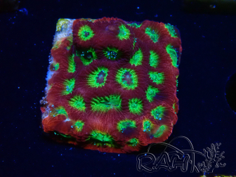 WYSIWYG - JF Favia Lemon Lime 3E2
