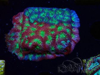WYSIWYG - JF Favia Dayglo 3E4