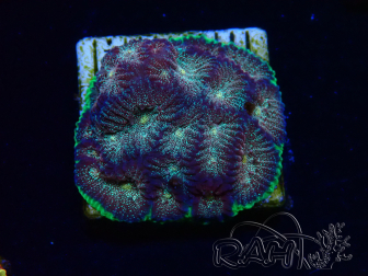 WYSIWYG - RAH Favia Bejeweled 3E8