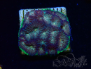 WYSIWYG - RAH Favia Bejeweled