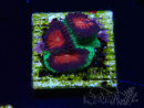 WYSIWYG - RAH Favites pineapple 3E10