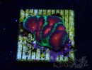 WYSIWYG - RAH Favites pineapple 3E12