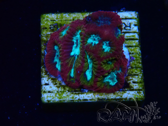 WYSIWYG - RAH Favia Paranoia 3F6