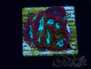 WYSIWYG - RAH Favia Paranoia 3F6